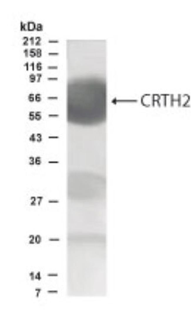 CRTH2 Antibody in Western Blot (WB)