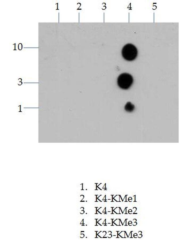 H3K4me3 Antibody in Dot Blot (DB)