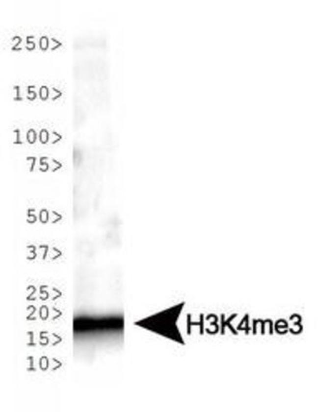 H3K4me3 Antibody in Western Blot (WB)