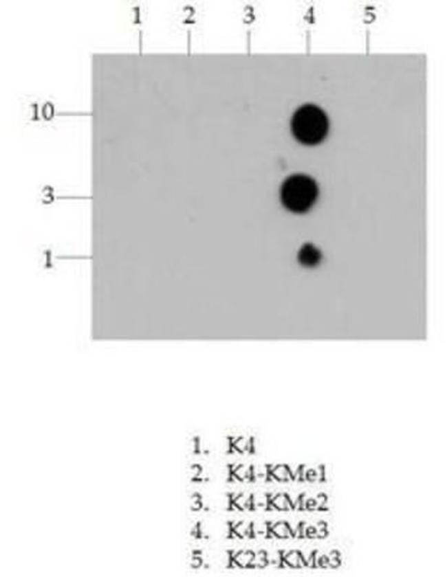 H3K4me3 Antibody