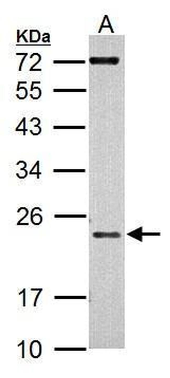 AID Antibody in Western Blot (WB)