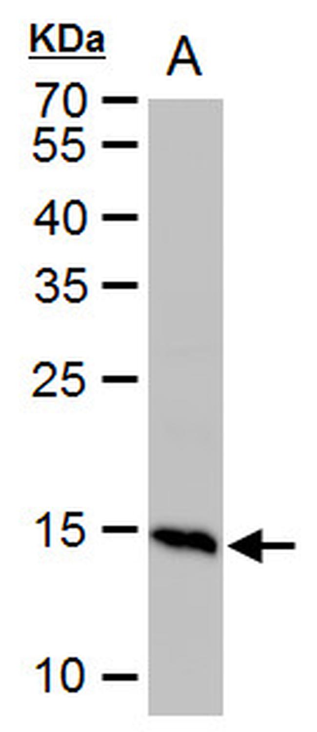 Histone H2A.X Antibody in Western Blot (WB)