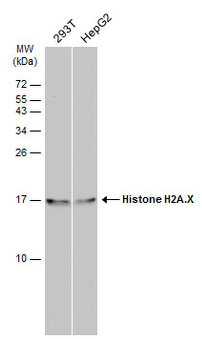 Histone H2A.X Antibody in Western Blot (WB)