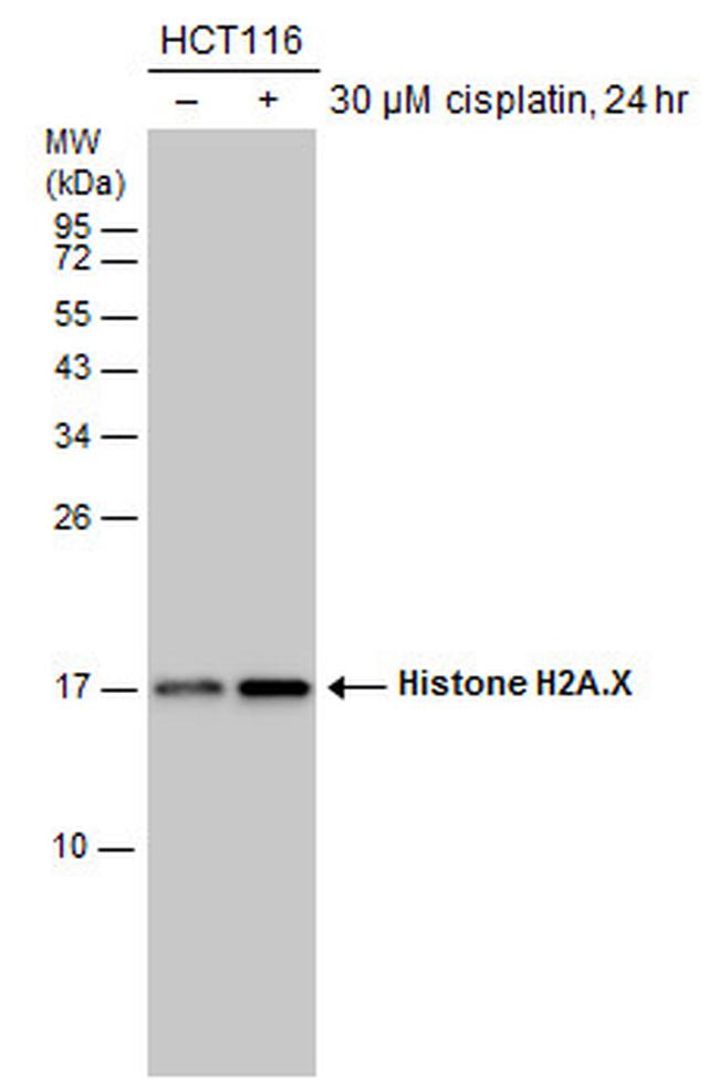 Histone H2A.X Antibody in Western Blot (WB)