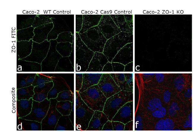 ZO-1 Antibody