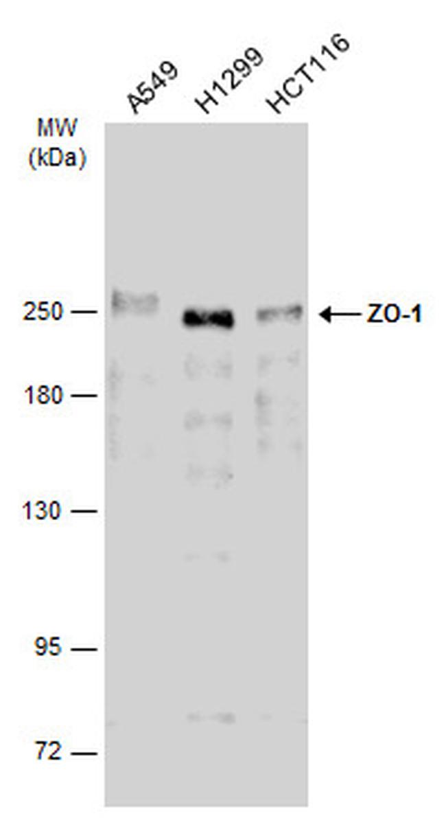 ZO-1 Antibody in Western Blot (WB)