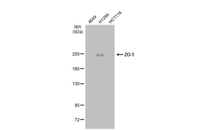 ZO-1 Antibody in Western Blot (WB)