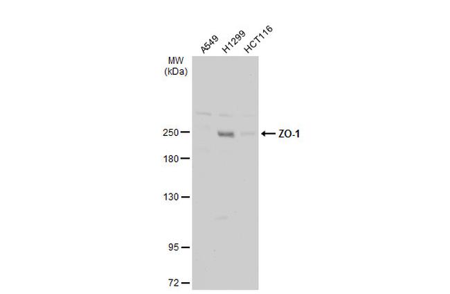 ZO-1 Antibody in Western Blot (WB)