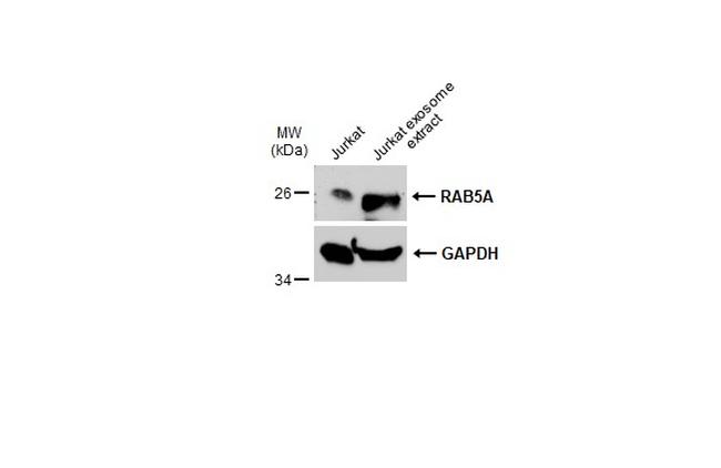 RAB5 Antibody in Western Blot (WB)