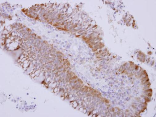 Caspase 1 Antibody in Immunohistochemistry (Paraffin) (IHC (P))