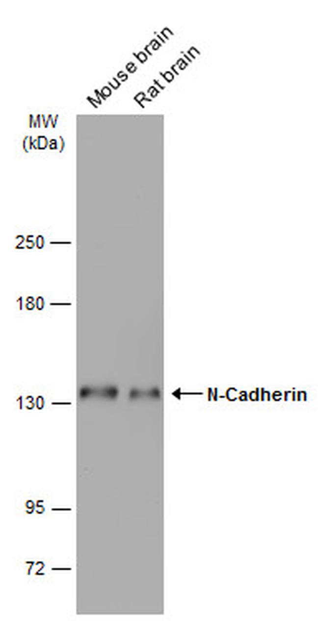 N-cadherin Antibody in Western Blot (WB)