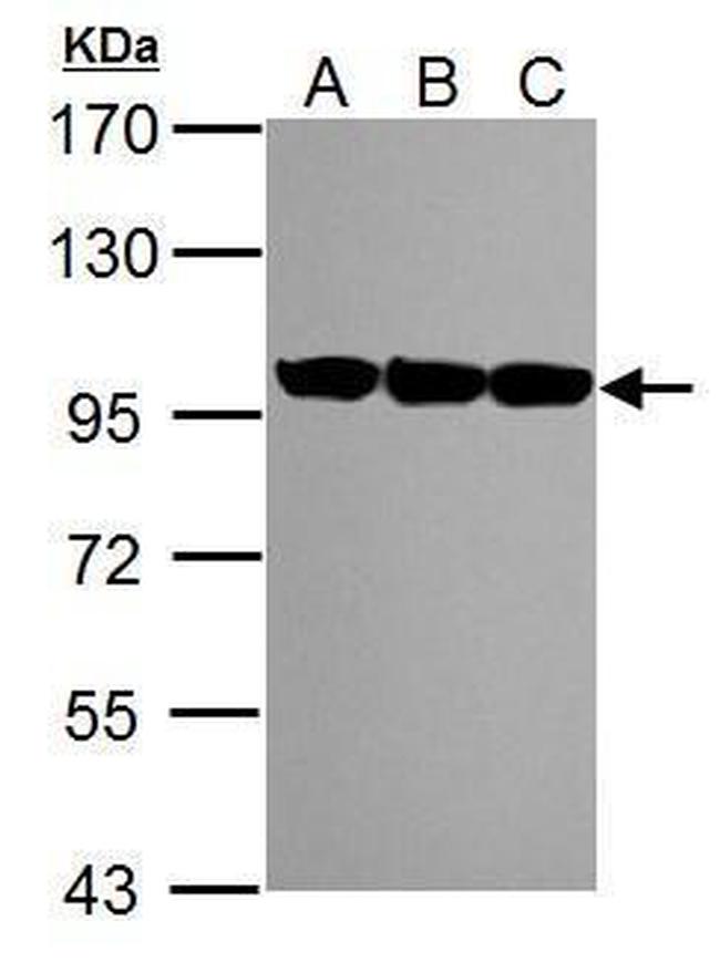 VCP Antibody in Western Blot (WB)