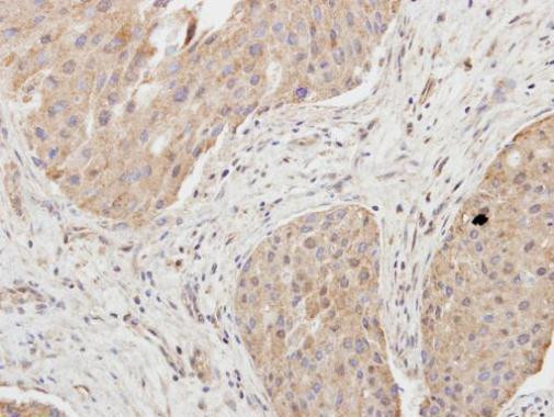 Granzyme A Antibody in Immunohistochemistry (Paraffin) (IHC (P))