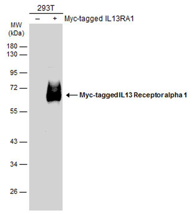 IL13RA1 Antibody in Western Blot (WB)