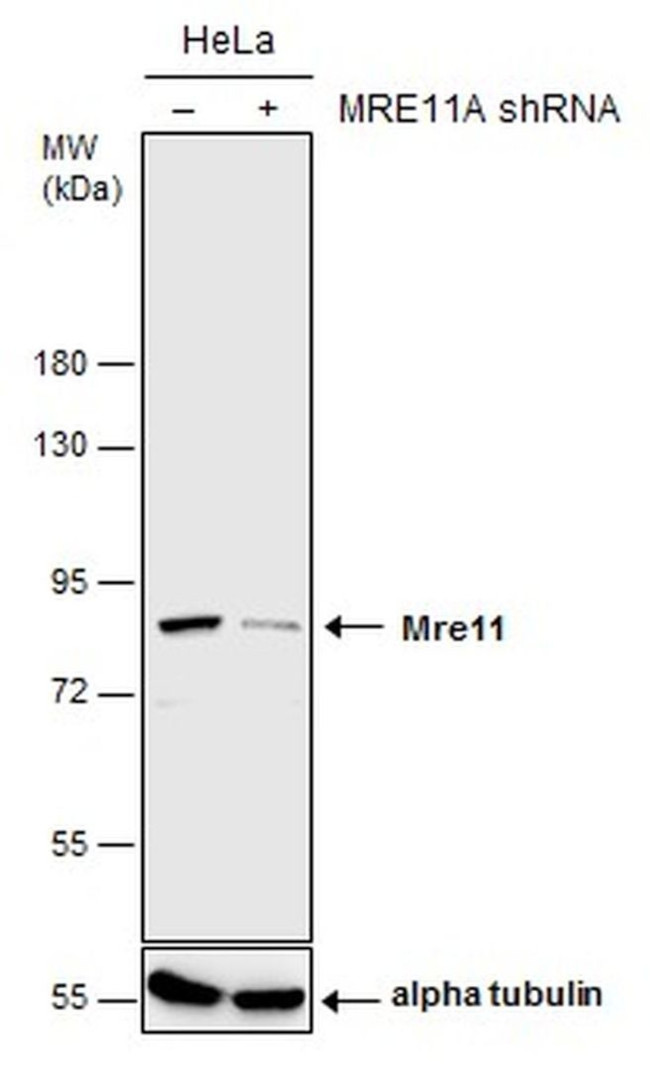 MRE11 Antibody