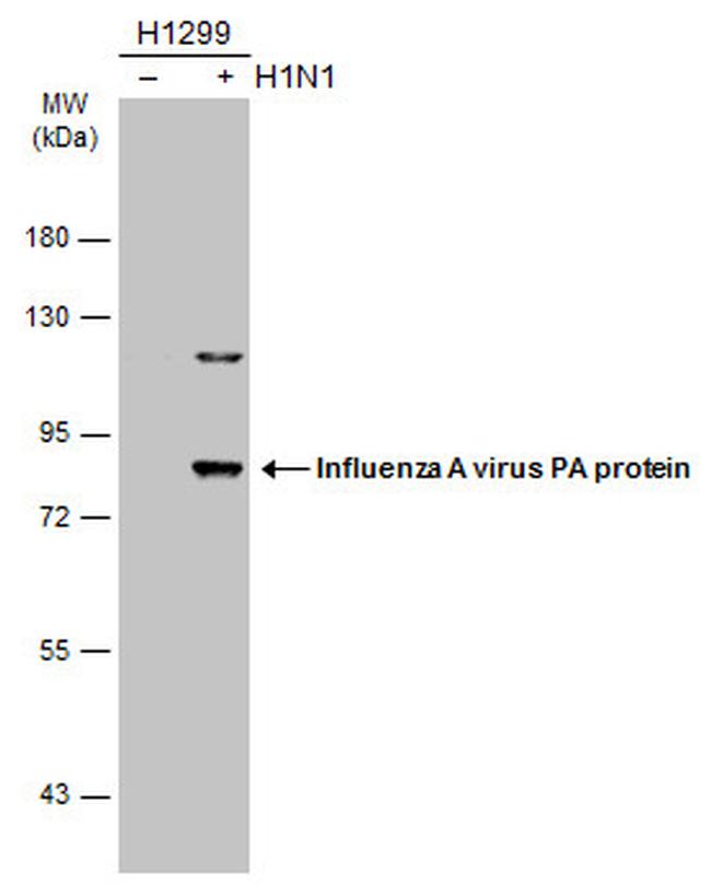 Influenza A PA Antibody in Western Blot (WB)