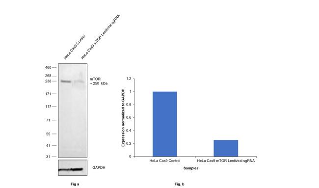 mTOR Antibody in Western Blot (WB)