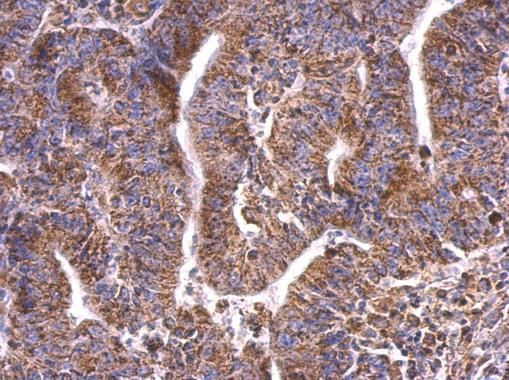 HSP60 Antibody in Immunohistochemistry (Paraffin) (IHC (P))