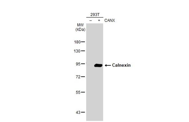 Calnexin Antibody in Western Blot (WB)