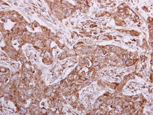 Calnexin Antibody in Immunohistochemistry (Paraffin) (IHC (P))