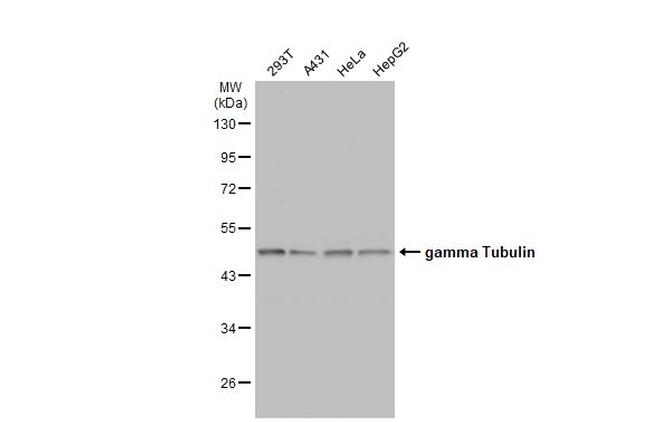 gamma Tubulin Antibody in Western Blot (WB)