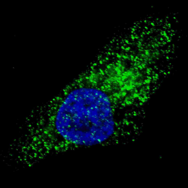 ATG9A Antibody in Immunocytochemistry (ICC/IF)