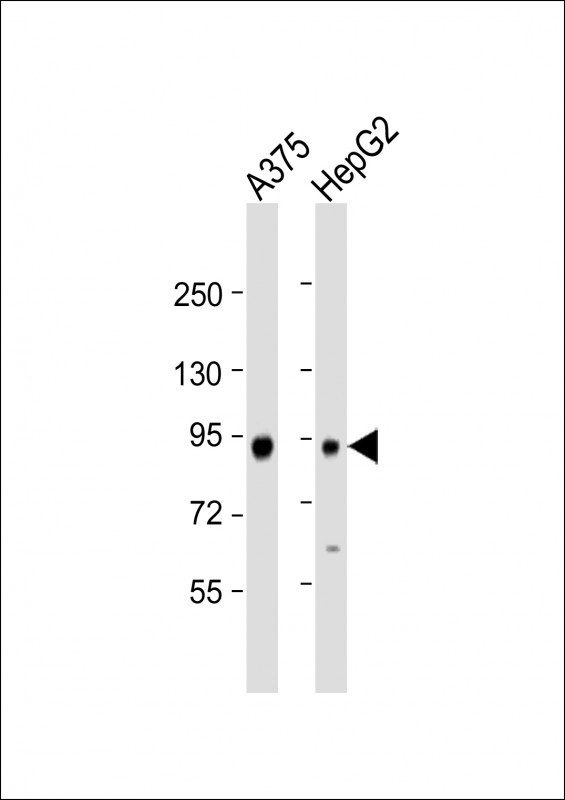 ATG9A Antibody in Western Blot (WB)