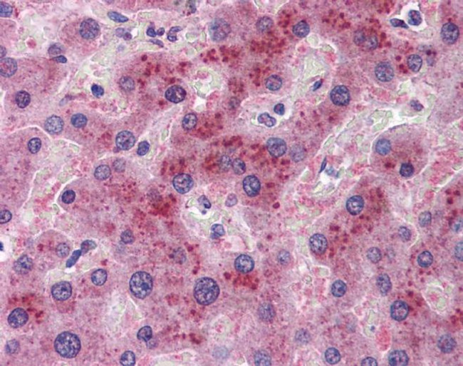 FGF21 Antibody in Immunohistochemistry (IHC)