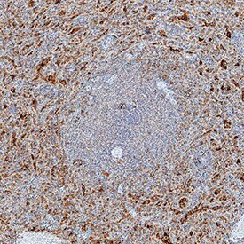 CD244 Antibody in Immunohistochemistry (Paraffin) (IHC (P))