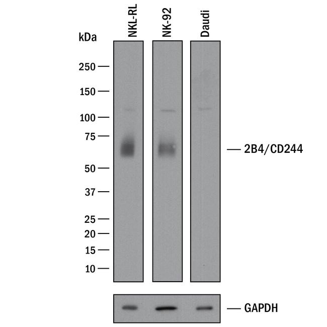 CD244 Antibody in Western Blot (WB)