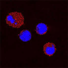 Galectin 9 Antibody in Immunocytochemistry (ICC/IF)