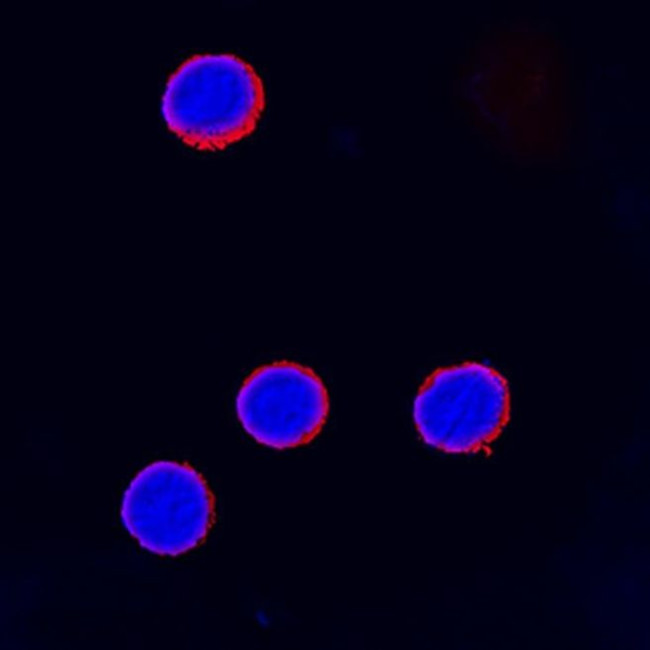 CTLA-4 Antibody in Immunocytochemistry (ICC/IF)