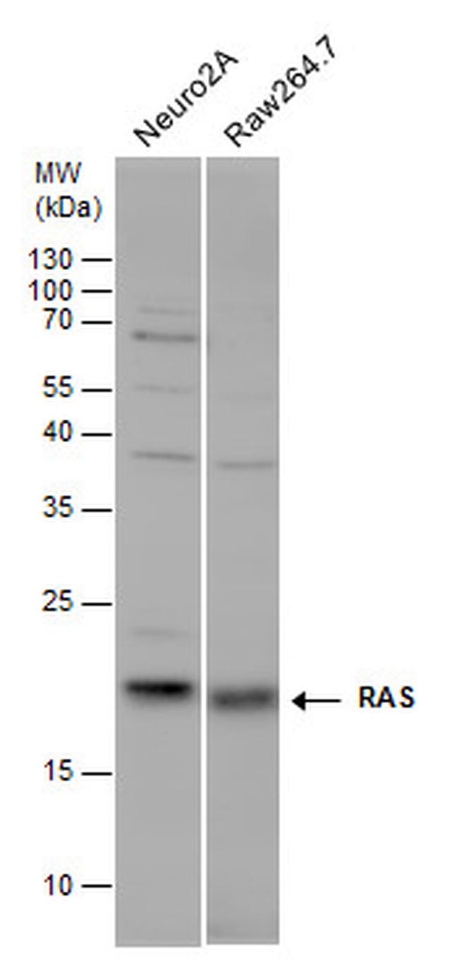 Pan Ras Antibody in Western Blot (WB)