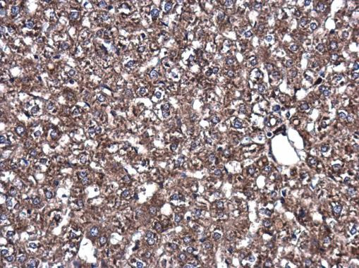 DJ-1 Antibody in Immunohistochemistry (Paraffin) (IHC (P))