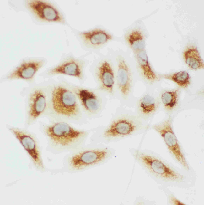 Cytochrome C Antibody in Immunocytochemistry (ICC/IF)