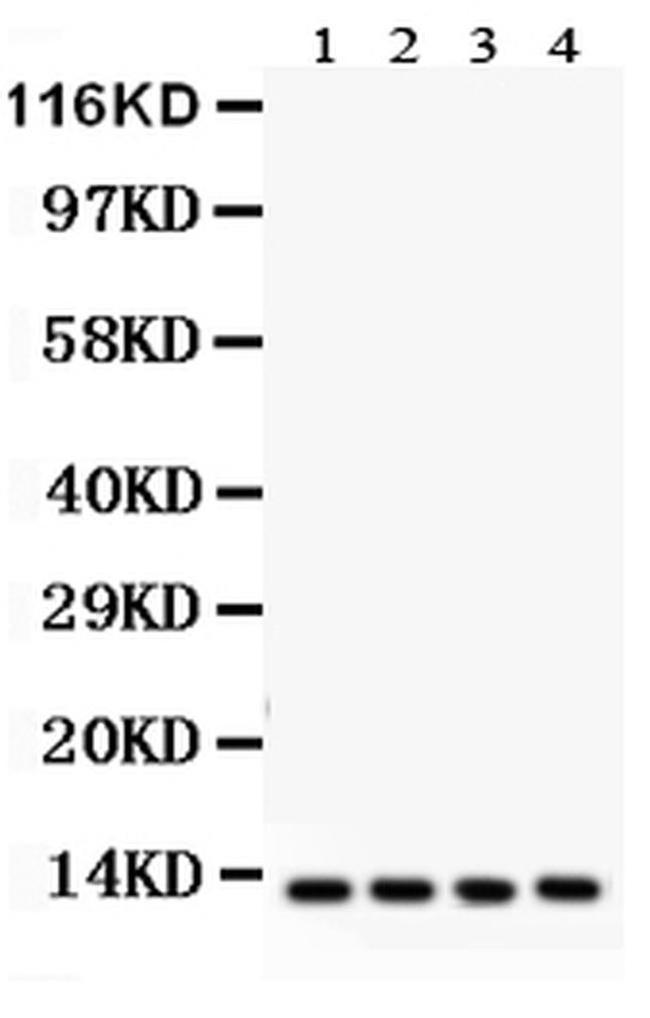 Cytochrome C Antibody in Western Blot (WB)