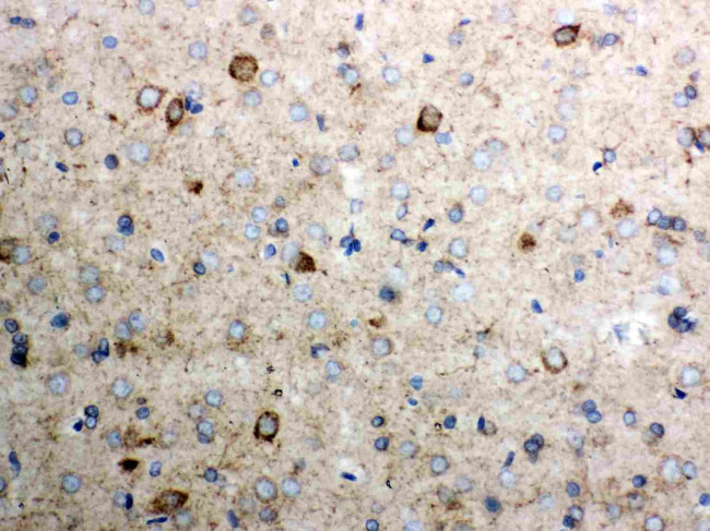 Cytochrome C Antibody in Immunohistochemistry (Paraffin) (IHC (P))