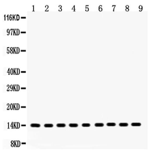 Cytochrome C Antibody in Western Blot (WB)