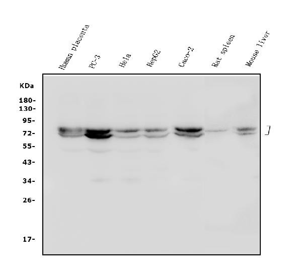 Lamin A/C Antibody in Western Blot (WB)