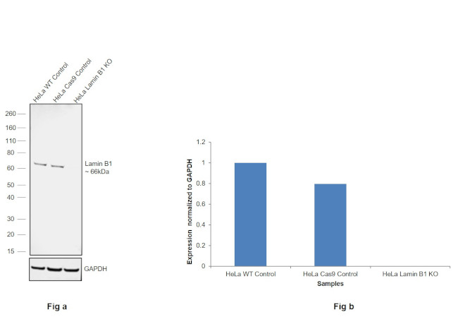 Lamin B1 Antibody