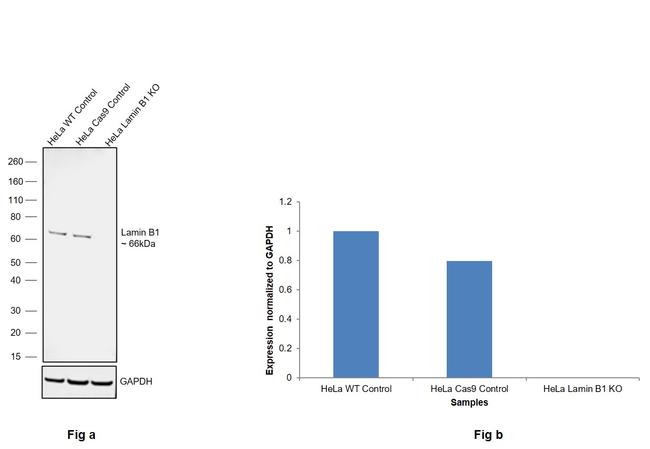 Lamin B1 Antibody in Western Blot (WB)