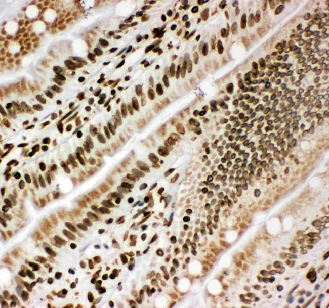 Lamin B1 Antibody in Immunohistochemistry (Frozen) (IHC (F))