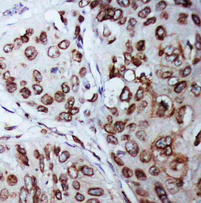 Lamin B1 Antibody in Immunohistochemistry (Paraffin) (IHC (P))