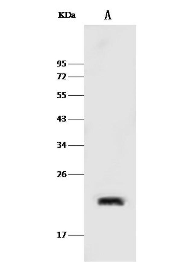 Caveolin 2 Antibody in Western Blot (WB)