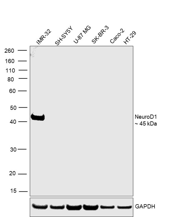 NeuroD1 Antibody