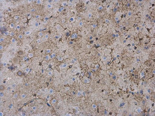 GFAP Antibody in Immunohistochemistry (Paraffin) (IHC (P))