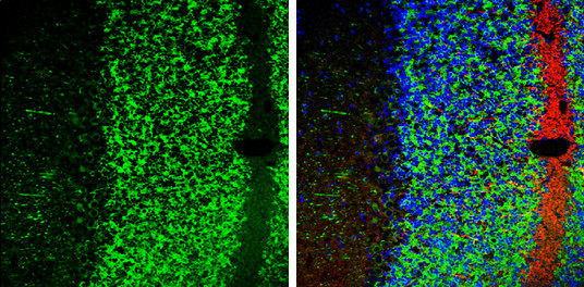 MAP2 Antibody in Immunohistochemistry (Frozen) (IHC (F))