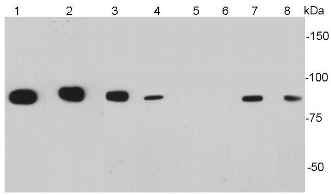 CD34 Antibody in Western Blot (WB)