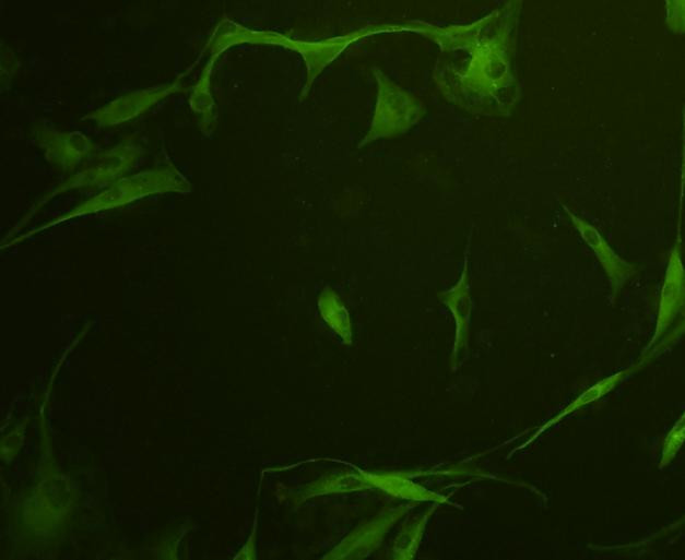 GAP43 Antibody in Immunocytochemistry (ICC/IF)