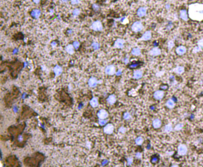 GAP43 Antibody in Immunohistochemistry (Paraffin) (IHC (P))